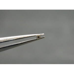 Movado 470-240 chaussée