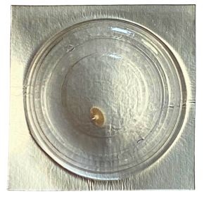 Pulsar 701234 - 203 Roue intermédiaire (à l'unité) - Intermediate wheel and pinion (per unit)