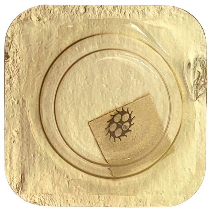 Omega 485 - 1305 Roue d'ancre pivotée (à l'unité) - Escape wheel and pinion with straight pivots (per unit)