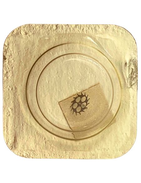 Omega 485 - 1305 Roue d'ancre pivotée (à l'unité) - Escape wheel and pinion with straight pivots (per unit)