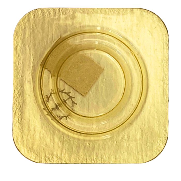 Omega 1480 - 1305 Roue d'ancre pivotée (à l'unité) - Escape wheel and pinion with straight pivots (per unit)