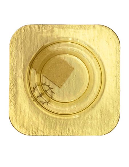 Omega 1480 - 1305 Roue d'ancre pivotée (à l'unité) - Escape wheel and pinion with straight pivots (per unit)