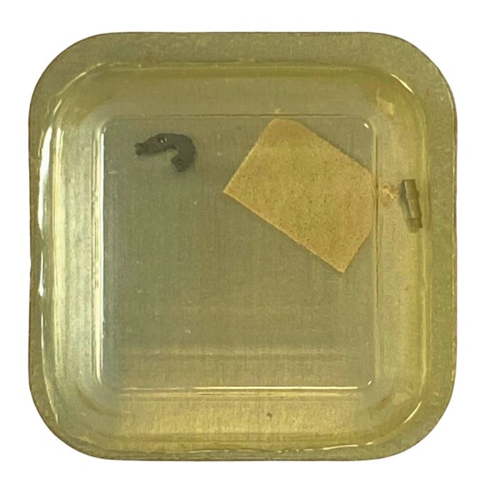 Certina 13-50 - 443 Tirette (à l'unité) - Setting lever (detent) (per unit)