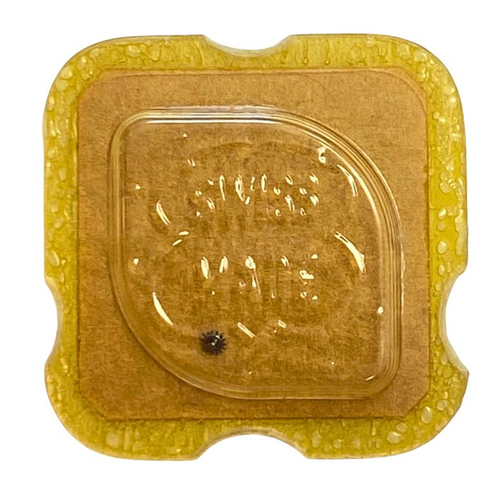 Felsa 4000 - 1500 Pignon baladeur (à l'unité) - Wig wag pinion (per unit)