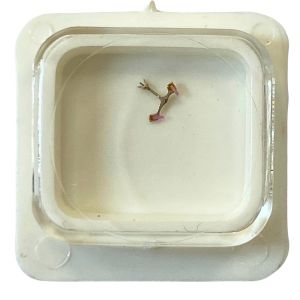 AS 1537 - 710 Ancre montée (à l'unité) - Jewelled pallet fork and staff (per unit)