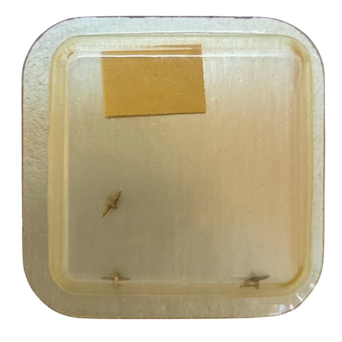 Certina 17-25 - 724 Axe de balancier Incabloc - Incabloc balance staff, pivoted