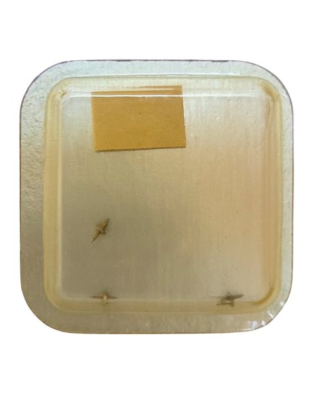 Certina 17-25 - 724 Axe de balancier Incabloc - Incabloc balance staff, pivoted