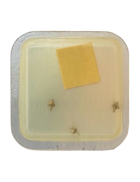 Longines 280 - 724 Axe de balancier "Incabloc" - "Incabloc" balance staff, pivoted