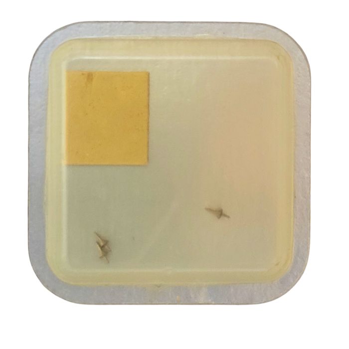 Jaeger Lecoultre 430 - 728 Axe de balancier pour dispositif amortisseur - Balance staff for shock-protecting device