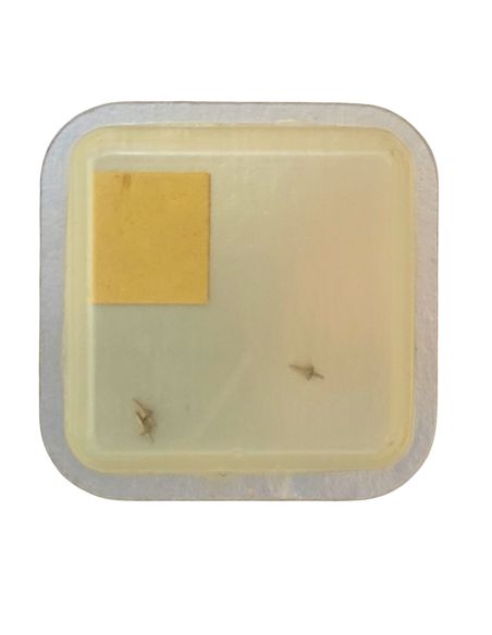 Jaeger Lecoultre 430 - 728 Axe de balancier pour dispositif amortisseur - Balance staff for shock-protecting device