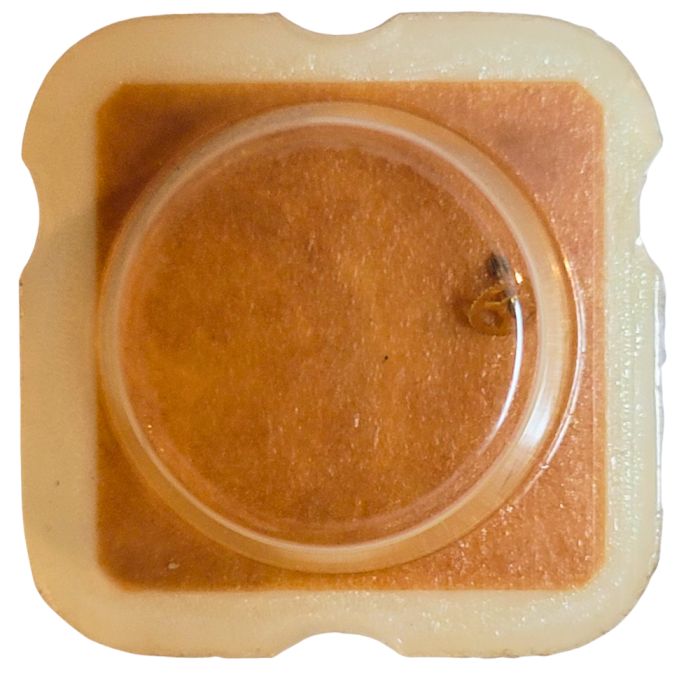 ESA 9362 - 203 Roue intermédiaire (à l'unité) - Intermediate wheel and pinion (per unit)