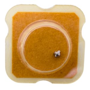 AS 1780 195 Arbre de Barillet - Barrel arbor