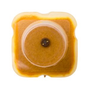 ETA 2365 42 Roue-cliquet complète - Pawl winding wheel complete