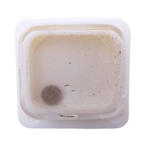 ETA 2520 42 Roue-cliquet complète - Pawl winding wheel complete