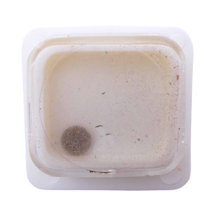 ETA 2520 42 Roue-cliquet complète - Pawl winding wheel complete