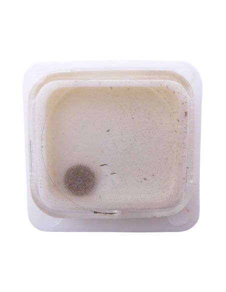 ETA 2520 42 Roue-cliquet complète - Pawl winding wheel complete