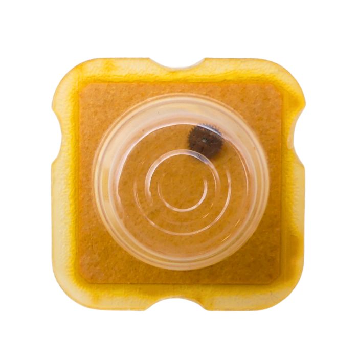 ETA 2870 1488 Roue-cliquet complète - Pawl winding wheel complete