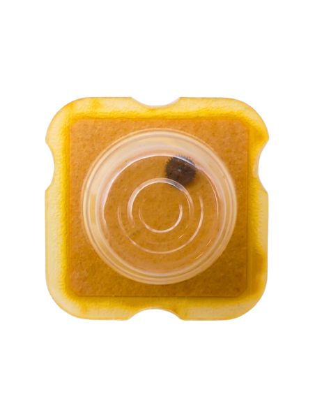 ETA 2870 1488 Roue-cliquet complète - Pawl winding wheel complete