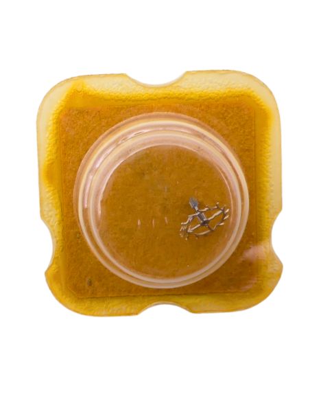 FHF 55 702 Roue d'ancre pivotée pour deux contre-pivots - Escape wheel and pinion pivoted for two end-pieces