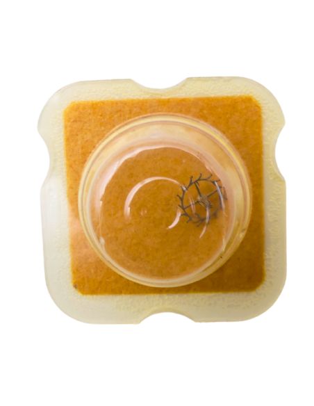 FHF 67 702 Roue d'ancre pivotée pour deux contre-pivots - Escape wheel and pinion pivoted for two end-pieces