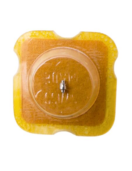 INT 72 42 Arbre de Barillet - Barrel arbor