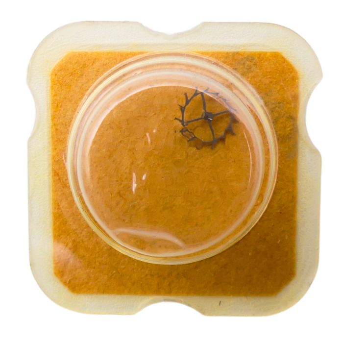 Peseux 7040 702 Roue d'ancre pivotée pour deux contre-pivots - Escape wheel and pinion pivoted for two end-pieces