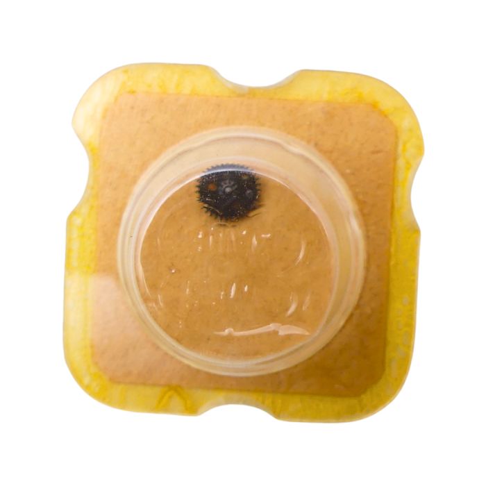 FHF 90-5 42 Roue-cliquet complète - Pawl winding wheel complete