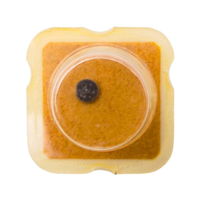 AS 1782 42 Roue-cliquet complète - Pawl winding wheel complete