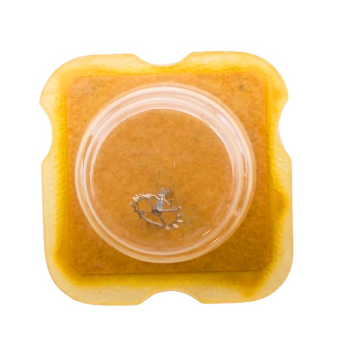 FEF 6680 42 Roue d'ancre pivotée pour deux contre-pivots - Escape wheel and pinion pivoted for two end-pieces