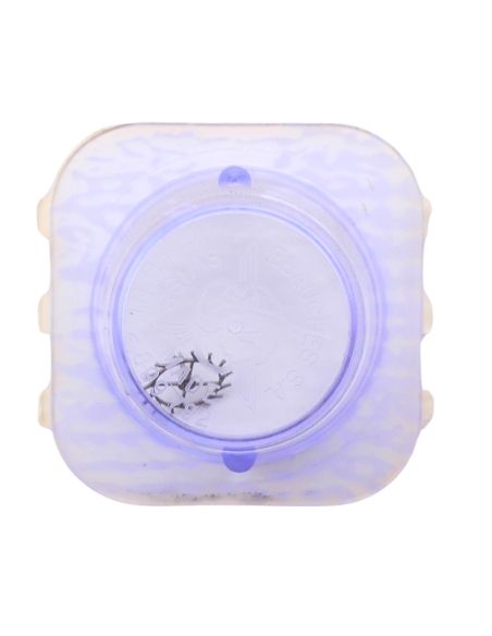 AS 1130 - 704 Roue d'ancre pivotée pour contre-pivot dessus (à l'unité) - Escape wheel and pinion pivoted for upper end-piece (p