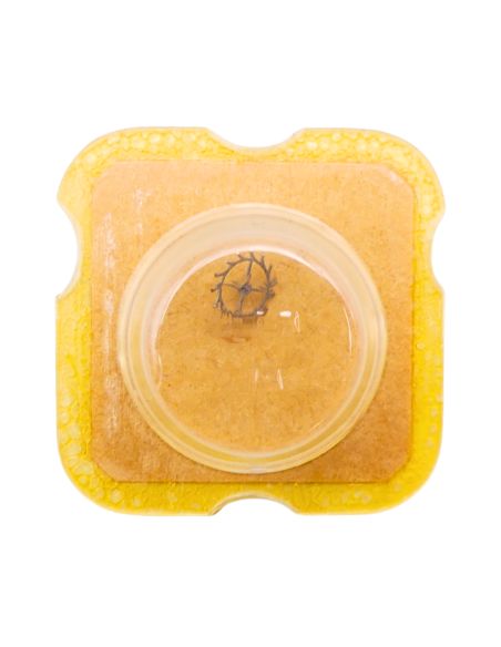 Felsa 4120 - 704 Roue d'ancre pivotée pour contre-pivot dessus (à l'unité) - Escape wheel and pinion pivoted for upper end-piece