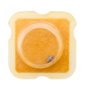 FHF 63 42 Arbre de Barillet - Barrel arbor