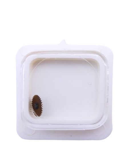 HP 2171 - 260 Roue de minuterie (à l'unité) - Minute wheel (per unit)