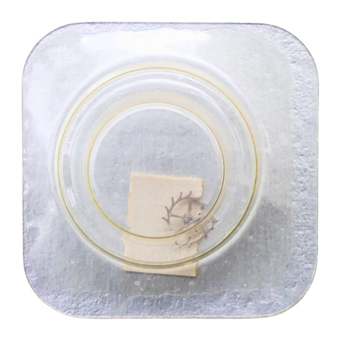 Tissot 709-709/1 - 704 Roue d'ancre pivotée pour contre-pivot dessus (à l'unité) - Escape wheel and pinion pivoted for upper end