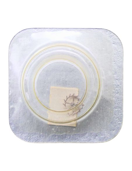 Tissot 709-709/1 - 704 Roue d'ancre pivotée pour contre-pivot dessus (à l'unité) - Escape wheel and pinion pivoted for upper end