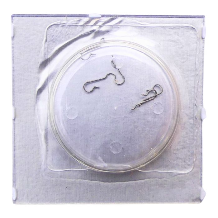 Omega 625 - 1112 Ressort de bascule (à l'unité) - Stud (per unit)