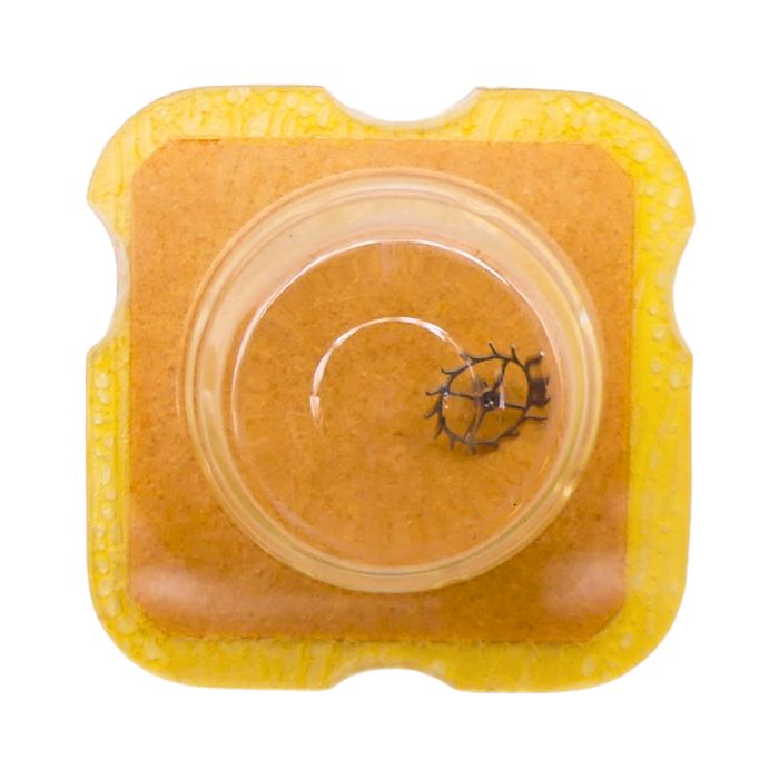 FHF 34 - 703 Roue d'ancre pivotée pour contre-pivot dessous (à l'unité) - Escape wheel and pinion pivoted for lower end-piece (p