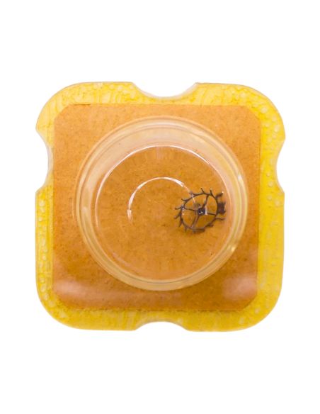 FHF 34 - 703 Roue d'ancre pivotée pour contre-pivot dessous (à l'unité) - Escape wheel and pinion pivoted for lower end-piece (p