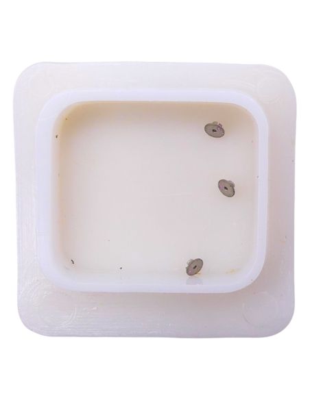 Technic Ebauche 573A - 730 Plateau (à l'unité) - Roller (per unit)