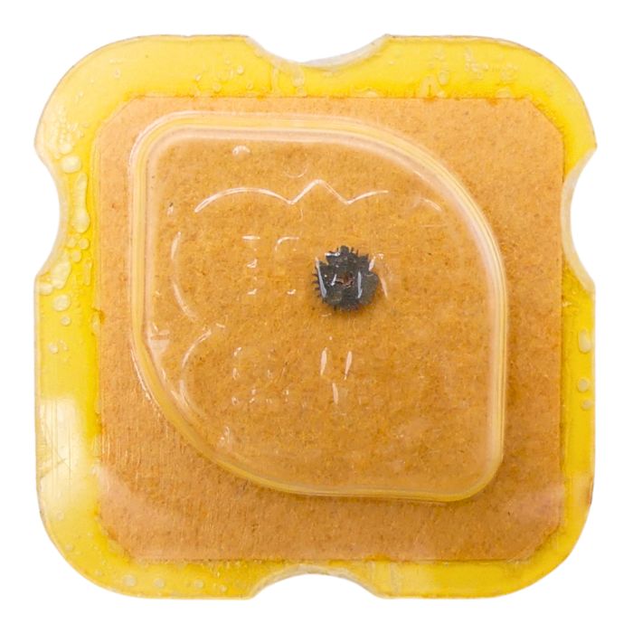 Felsa 21/21N - 260 Roue de minuterie (à l'unité) - Minute wheel (per unit)