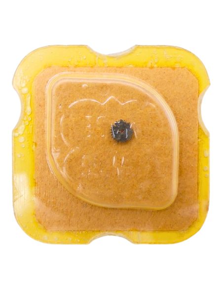 Felsa 21/21N - 260 Roue de minuterie (à l'unité) - Minute wheel (per unit)