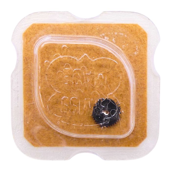 AS 2061 - 2575 Ressort du sautoir de quantième (à l'unité) - Date jumper spring (per unit)