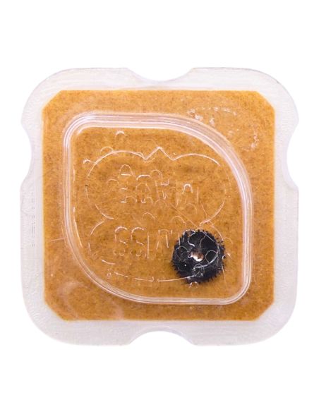 AS 2061 - 2575 Ressort du sautoir de quantième (à l'unité) - Date jumper spring (per unit)