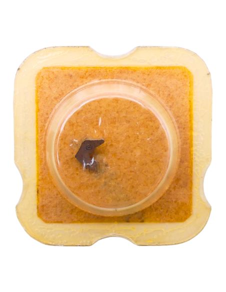 Felsa 4008 - 443 Tirette (à l'unité) - Setting lever (detent) (per unit)