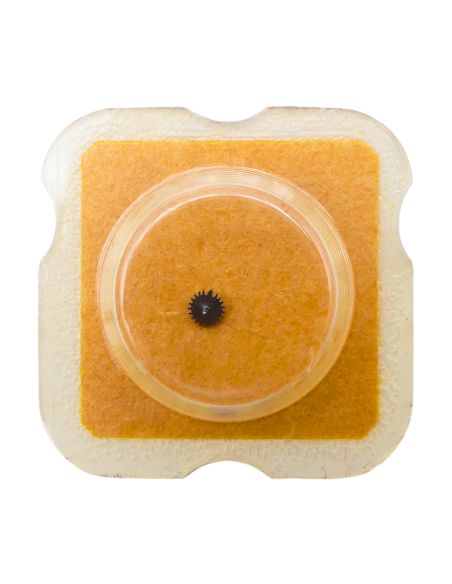 AS 5004 - 1535 Mobile d'inversion monté (à l'unité) - Reverser driving gear mounted (per unit)