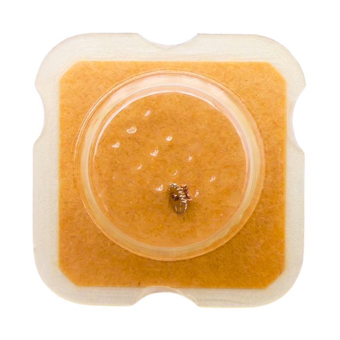 ESA 9180 - 2543 Roue intermédiaire de quantième (à l'unité) - Intermediate date wheel (per unit)