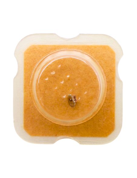 ESA 9180 - 2543 Roue intermédiaire de quantième (à l'unité) - Intermediate date wheel (per unit)