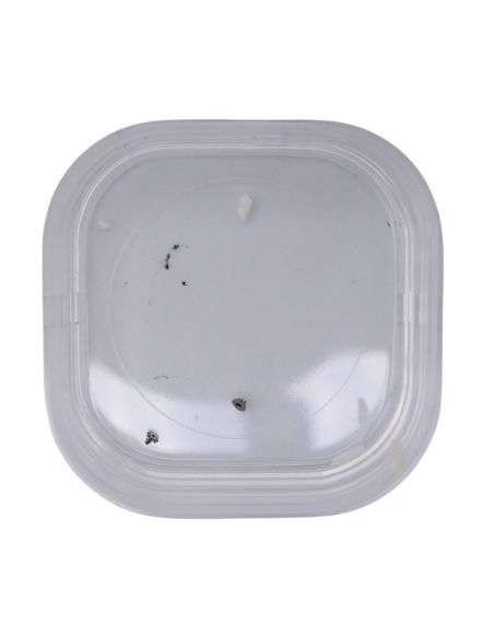 Blancpain 71 - 31.120 Pignon de remontoir (à l'unité) - Winding pinion (per unit)