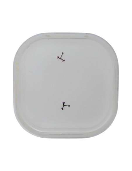 Blancpain 71 - 40.010 Ancre (à l'unité) - Pallet fork (per unit)