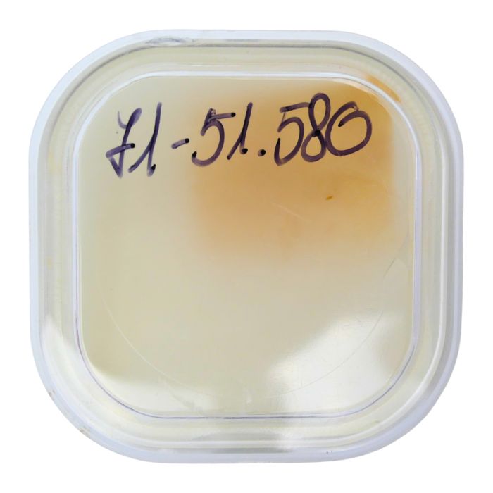 Blancpain 71 - 51.080 Tirette assemblée (à l'unité) - Setting lever (per unit)